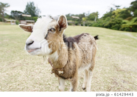 公園で出会った放し飼いの白と茶色のヤギの顔のアップ 公園で出会った放し飼いの白と茶色のヤギの顔のアップ 61429443