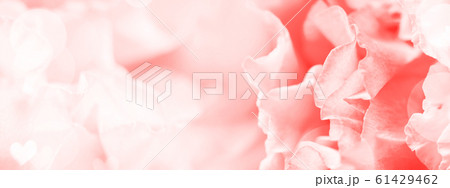 Closeup view of flower. 61429462