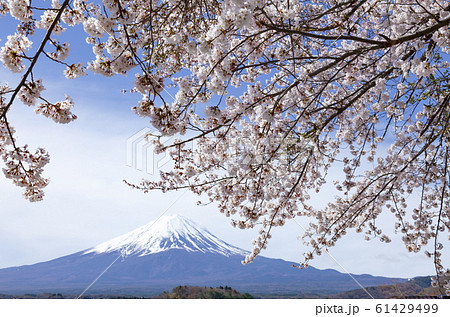 富士山と満開の桜、山梨県富士河口湖町河口湖にての写真素材 [61429499] - PIXTA