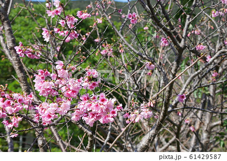 ヒカンザクラ　奄美　一番桜　花　桜 61429587