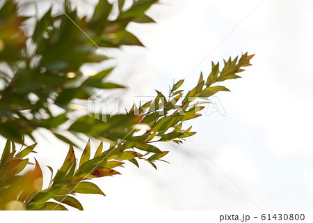 植物 空 植物 空 61430800