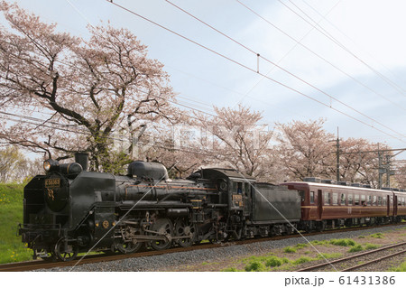 SL 桜 菜の花 SL 桜 菜の花 61431386