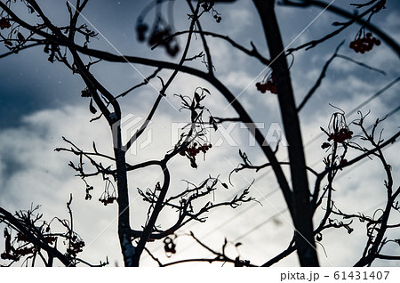 雪が積もった七竈の木 雪が積もった七竈の木 61431407