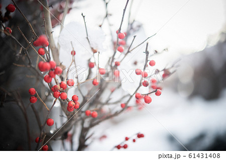 雪が積もった南天の木 61431408