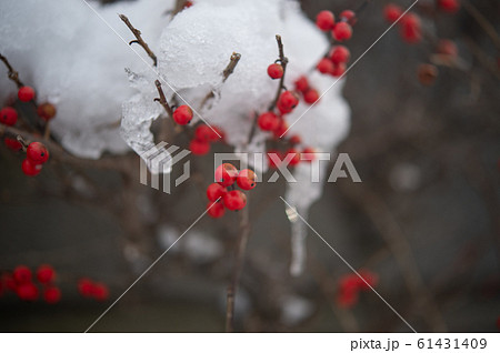 雪が積もった南天の木 61431409