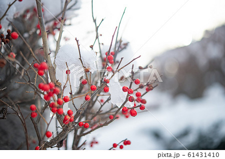 雪が積もった南天の木 61431410
