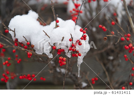 雪が積もった南天の木 61431411
