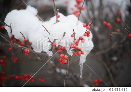 雪が積もった南天の木 61431412