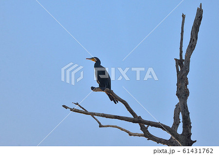 Cormorant (Phalacrocorax Carbo) 61431762