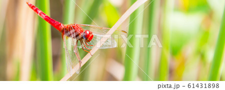 Red dragonfly looking at the camera and green background Red dragonfly looking at the camera and green background 61431898
