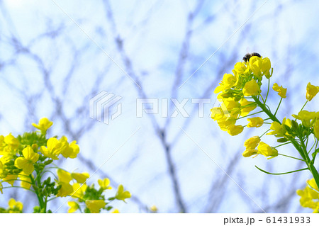 菜の花に登るミツバチ 61431933