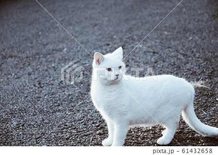 野良猫 61432658