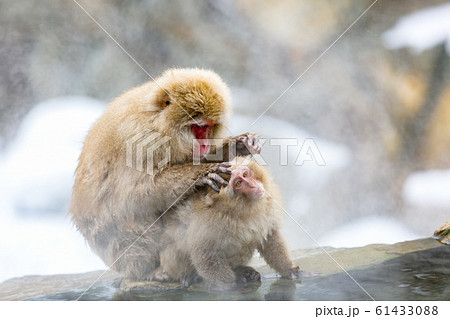 長野県 地獄谷野猿公苑 温泉猿 長野県 地獄谷野猿公苑 温泉猿 61433088