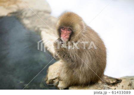 長野県 地獄谷野猿公苑 温泉猿 長野県 地獄谷野猿公苑 温泉猿 61433089