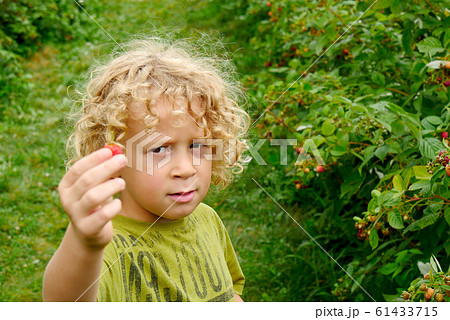 little blond boy picking raspberries in the garden little blond boy picking raspberries in the garden 61433715
