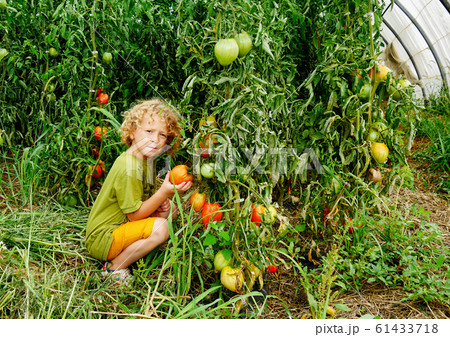 little blond boy picking tomatoes in the garden little blond boy picking tomatoes in the garden 61433718
