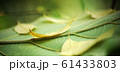 The yellow leaves fall into the green leaf background. Wide angle photos. 61433803