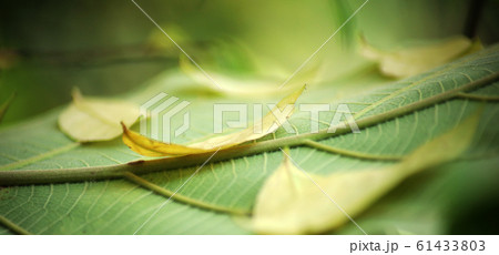 The yellow leaves fall into the green leaf background. Wide angle photos. The yellow leaves fall into the green leaf background. Wide angle photos. 61433803