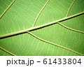 Green leaf pattern from the teak tree, Large leaf. 61433804
