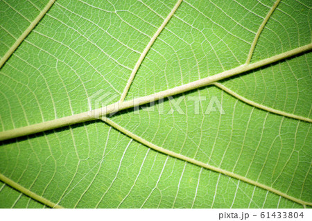 Green leaf pattern from the teak tree, Large leaf. 61433804
