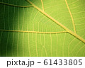 Green leaf pattern from the teak tree, Large leaf. 61433805
