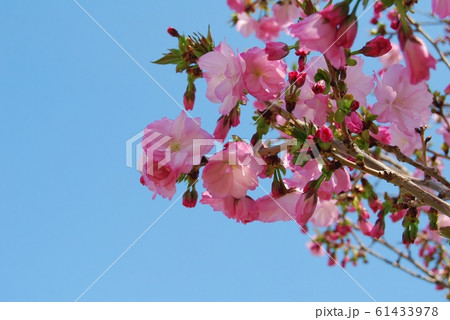 青空と桜の花 61433978