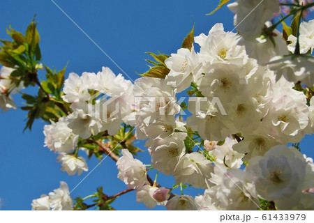 青空と白色の八重桜 青空と白色の八重桜 61433979