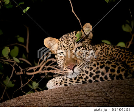 Leopard over the branch at night looking at the camera 61434232