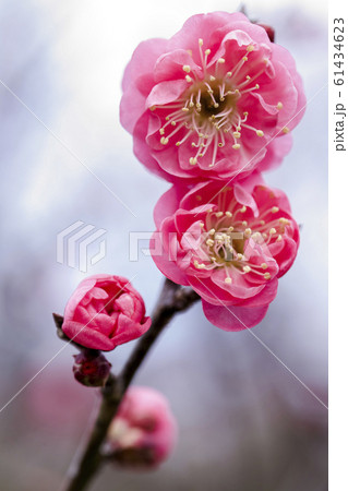 紅梅　八重寒紅 61434623