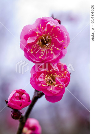 紅梅　八重寒紅 61434626