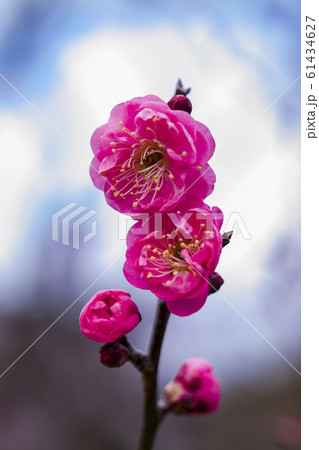 紅梅　八重寒紅 61434627