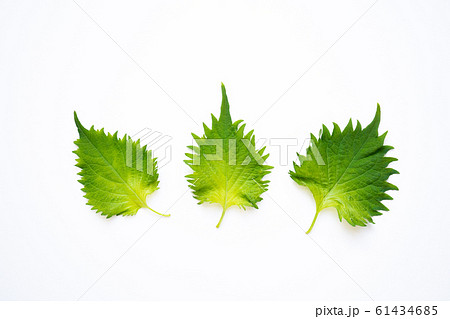 大葉　白背景 61434685