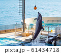 海響館のイルカショー 61434718
