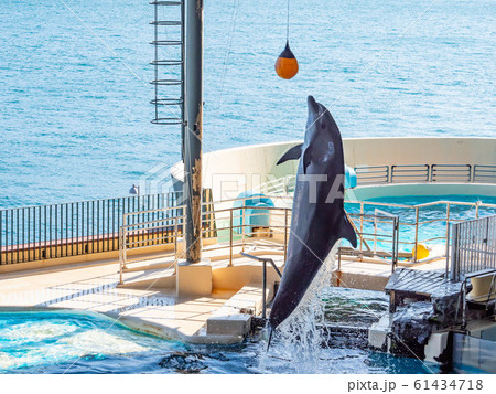 海響館のイルカショー 海響館のイルカショー 61434718