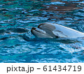 海響館のイルカ 61434719