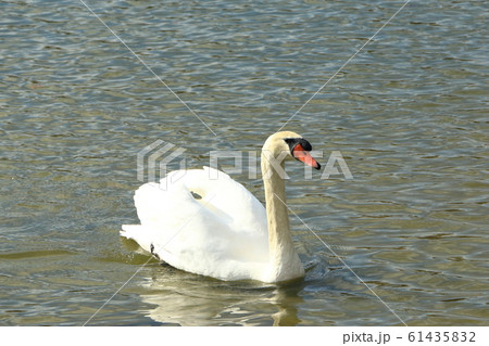 池を泳ぐ白鳥 池を泳ぐ白鳥 61435832