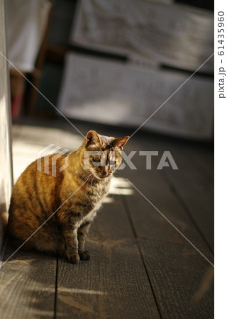 日差しの中の猫 61435960