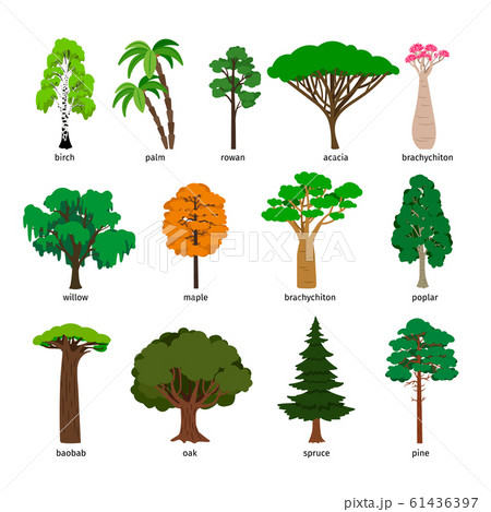 Vector trees. Forest tree set with titles, birch and oak, pine and baobab, acacia and spruce vector 61436397