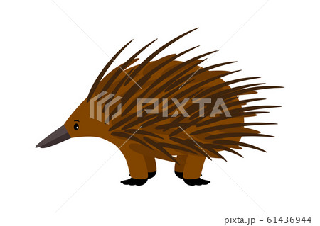 Echidna. Cute vector echidna character on white Echidna. Cute vector echidna character on white 61436944