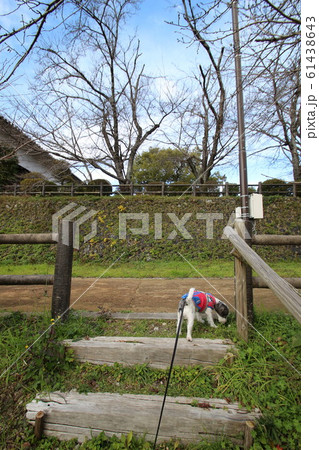 五條 61438643