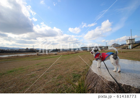 五條大川橋 61438773