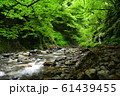 西沢渓谷（夏） 61439455