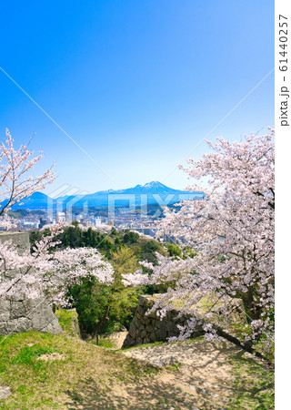 米子城跡の桜と大山 61440257