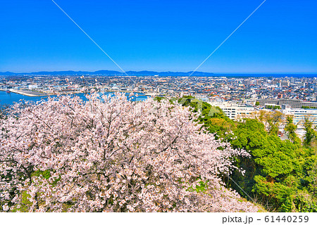 桜と米子城跡からの眺望　米子港周辺 61440259