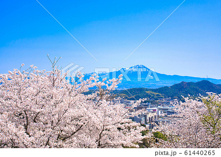 米子城跡の桜と大山 61440265