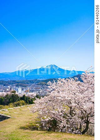 米子城跡の桜と大山 61440266