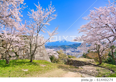 米子城跡の桜と大山 61440274