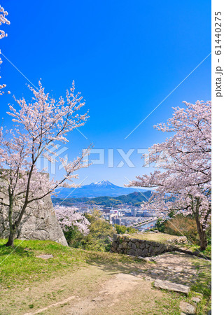 米子城跡の桜と大山 米子城跡の桜と大山 61440275