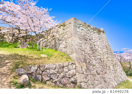 米子城跡の桜　四重櫓台　小天守台石垣の隅角 61440276