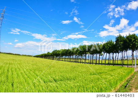 満願寺の田園風景(新潟県) 満願寺の田園風景(新潟県) 61440403